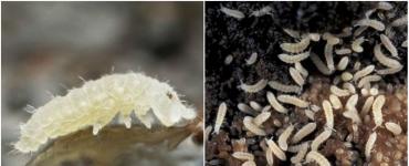 Как избавиться от мошек в цветочных горшках: Обзор методов борьбы