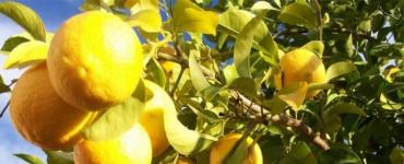 Лимон на подоконнике: как вырастить лимонное деревце из косточки
