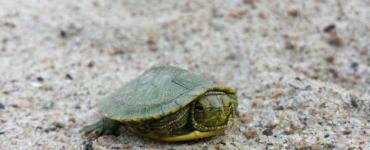 Декоративная красноухая черепаха: особенности ухода
