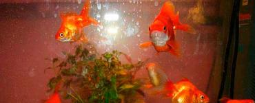 Goldfish - îngrijire și sfaturi pentru începători