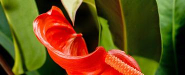Антуріум квітка: догляд у домашніх умовах, вирощування та розмноження