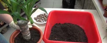 Փակ յուկա արմավենի - խնամք, բազմացում և ծաղկի վերատնկում