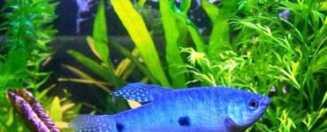 Akvariumo žuvys Gurami: rūšies reprodukcija ir aprašymas, nuotrauka
