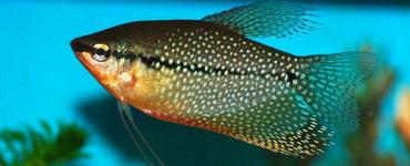 Akvarijné gourami ryby - všetky detaily starostlivosti a chovu