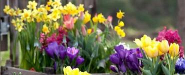 Ako si vybrať najlepší čas na pestovanie tulipánov