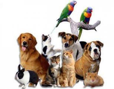 Ebatavalised lemmikloomad: kes asendab varsti koeri ja kasse?