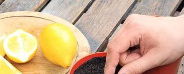 Cum să crești lămâie din semințe acasă