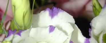 Eustoma çiçekleri