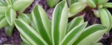 Peperomia siseruumide lillekasvatuses: troopilise ilu istutamise ja hooldamise omadused