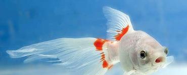 Goldfish: îngrijire, întreținere, reproducere, compatibilitate, descriere