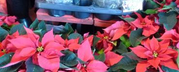 Poinsettia or Christmas star flower, care of which brings happiness to the house!