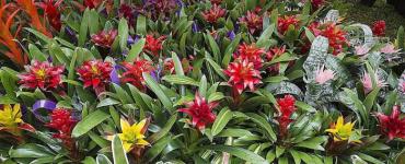 Bromeliad bitkileri: genel bakış, özellikler, bakım ve gereksinimler
