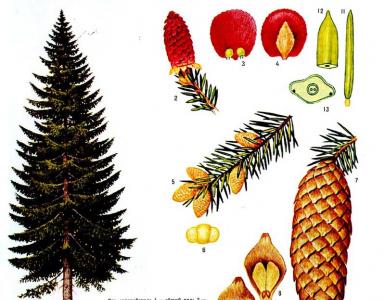 Grow a Christmas tree from seeds at home