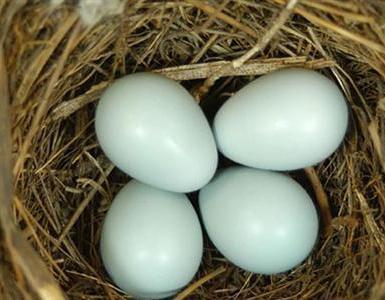 Yumurtalar, civcivler ve pamukçuk yuvaları