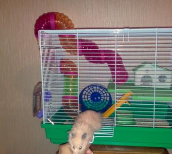 Hamsteri domestici: îngrijire și întreținere