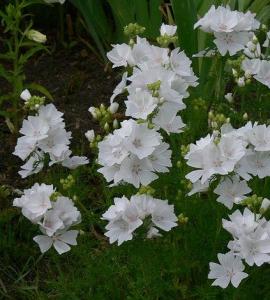 Mallow growing from seeds: when to plant?