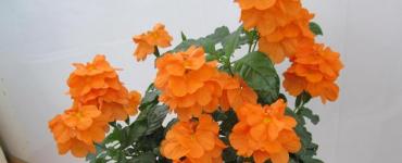 Crossandra.  Îngrijirea florilor.  Reproducere și transplant – Flowertimes.ru